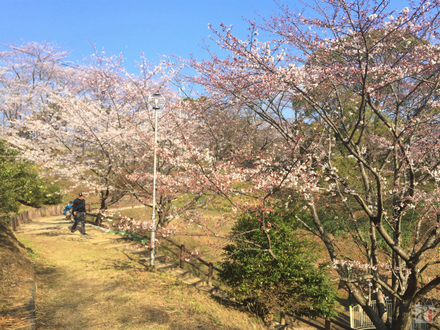 大将陣公園の桜