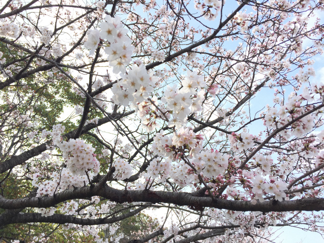 飯塚・勝盛公園の桜は隣接した山の上も感動的に綺麗なのである【浦田ウォーク】