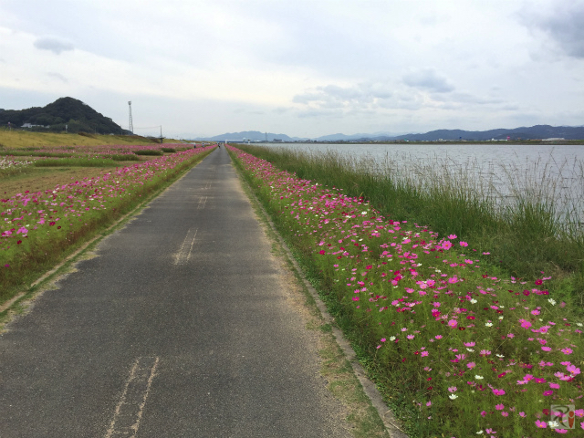 遠賀川河川敷の遊歩道