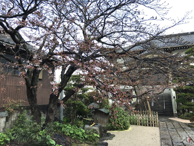 禅興寺の桜