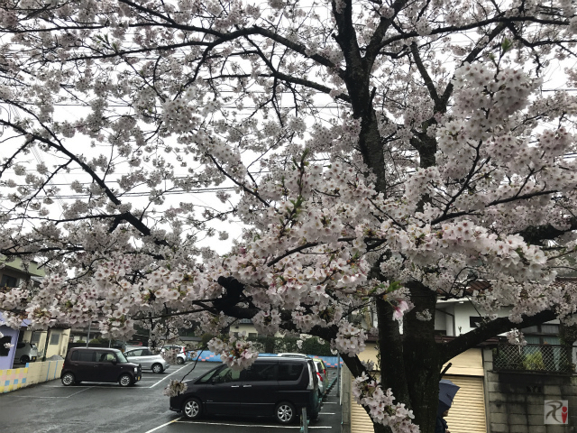 勝盛公園の桜