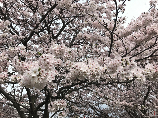 遠賀川河川敷の桜