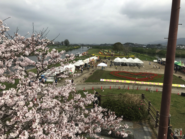 いよいよ九分咲き！雨の飯塚・勝盛公園に無数の桜が咲き乱れる【浦田ウォーク】