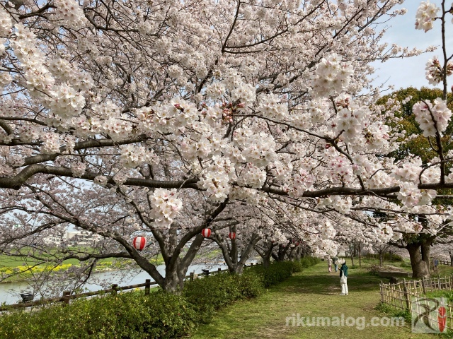 直方チューリップフェアの桜
