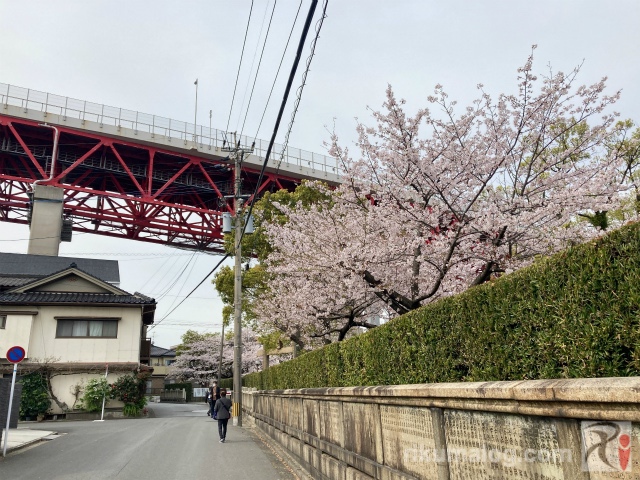 若松恵比須神社の桜