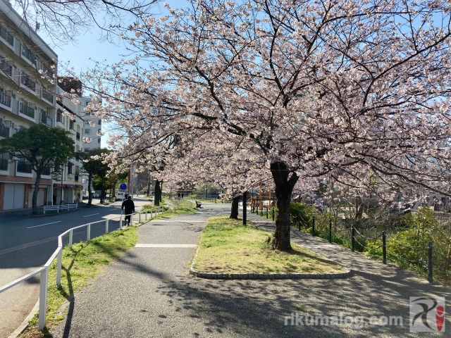 須崎緑地の桜