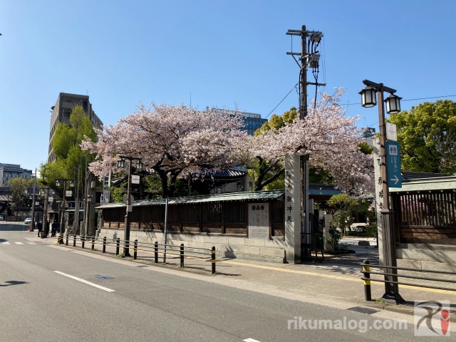 櫛田神社の桜