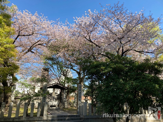 聖福寺の桜