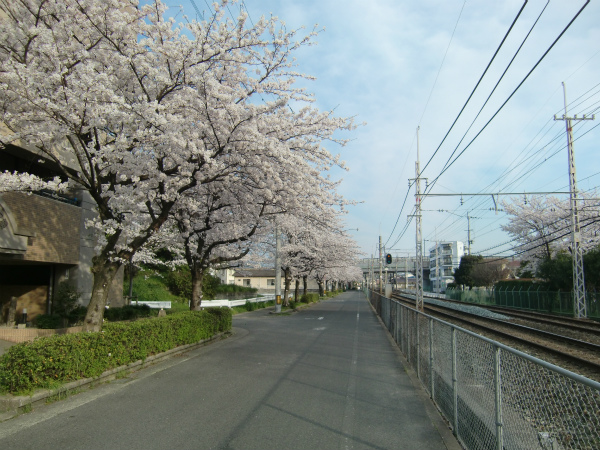 開催日を勘違い、ひとりで古賀市「なの花祭り」に行ってきた