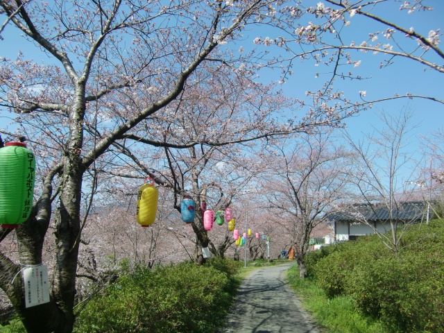 3月末の飯塚は春の陽気で桜の開花が加速していた【天道ウォーク】