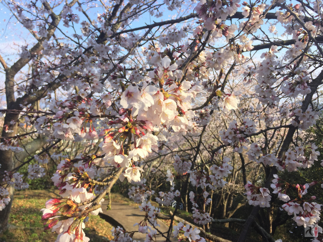 大将陣公園の桜