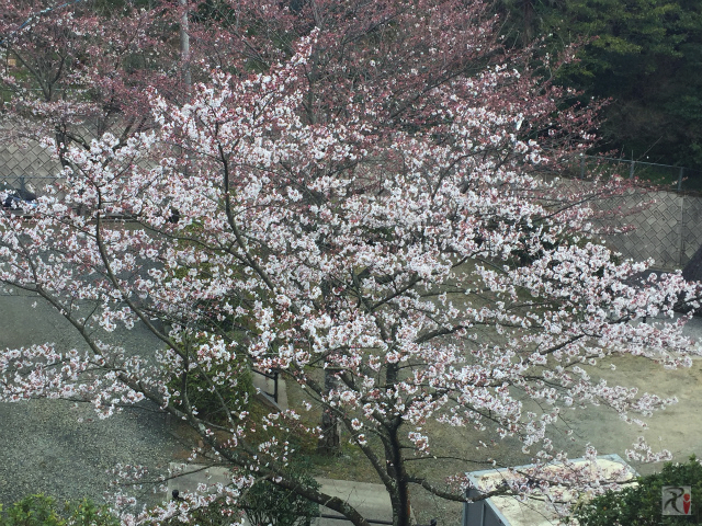 寿命公園の桜