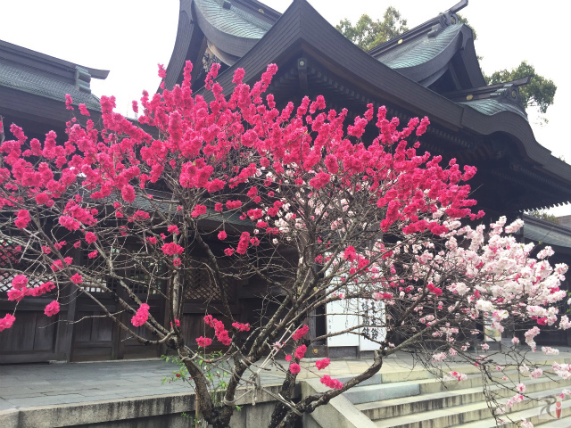多賀神社と桃の花
