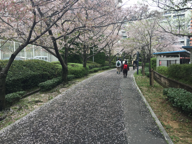 飯塚・勝盛公園の桜は隣接した山の上も感動的に綺麗なのである【浦田ウォーク】