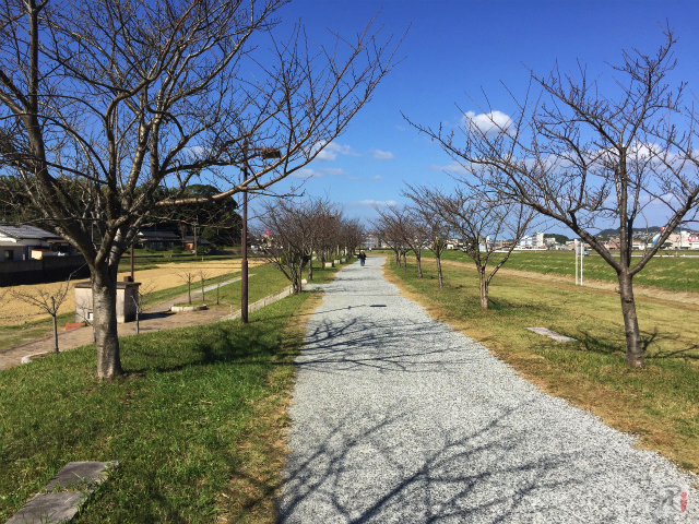 釣川遊歩道の桜並木