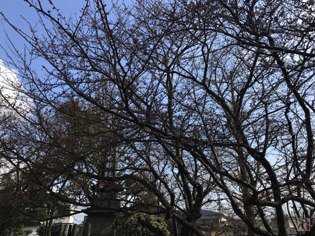 大橋神社の桜