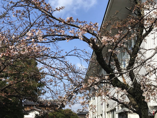行橋市中央公民館の桜