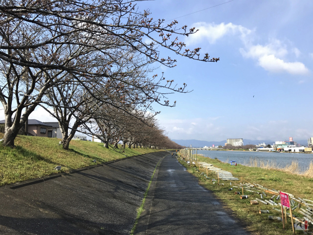 今川河川敷の桜