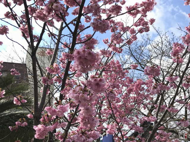 普門寺の彼岸桜