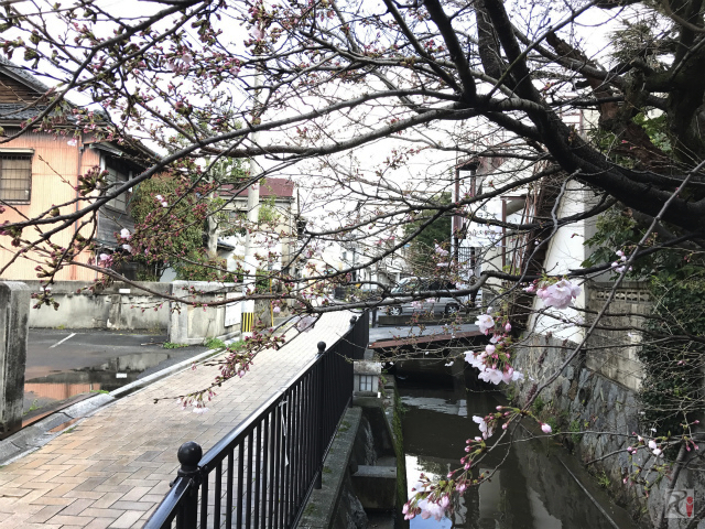 舟路川沿いの桜