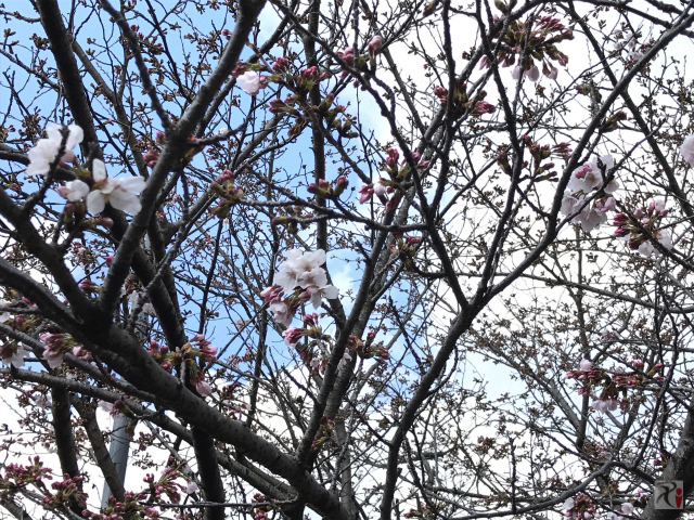 行橋保育園前の桜