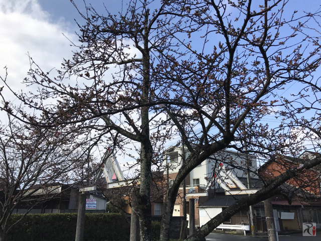 大橋公園の桜