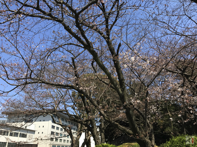鴻臚館広場の桜
