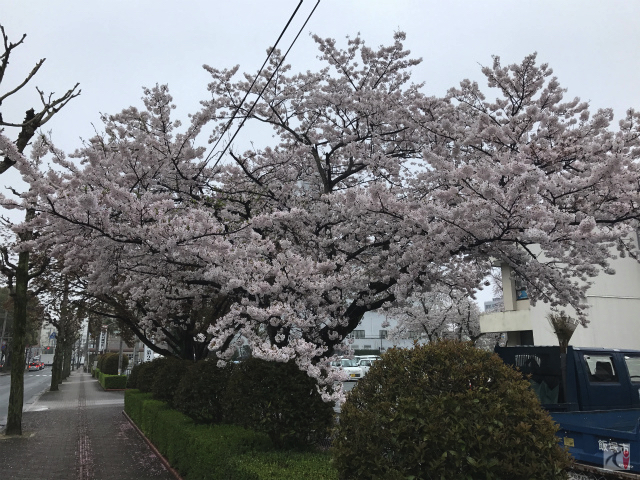 飯塚市役所駐車場の桜