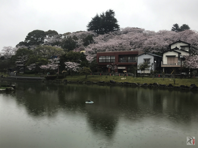 勝盛公園の池と桜