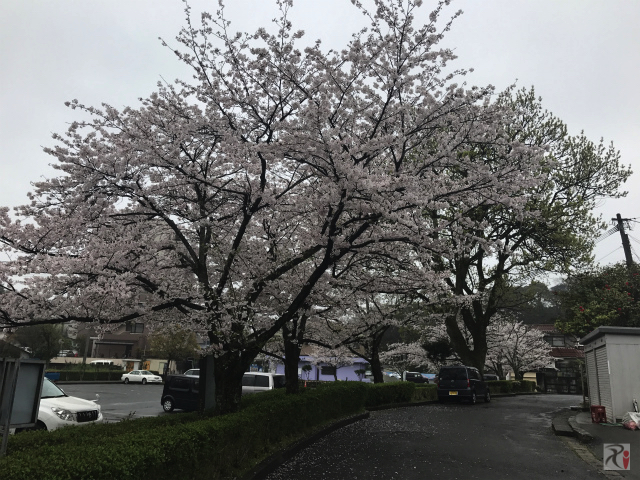 勝盛公園の桜