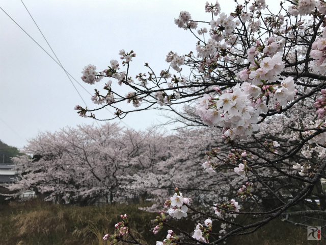 JR浦田駅近くの桜