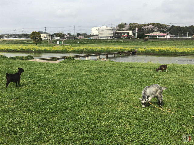 遠賀川河川敷のヤギ