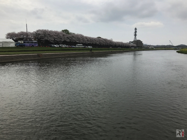 遠賀川河川敷の桜