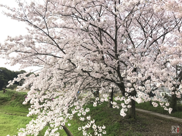 もち吉本社工場前の桜