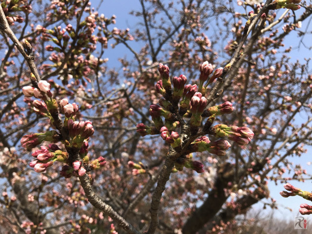 宮島サービスエリア内の桜