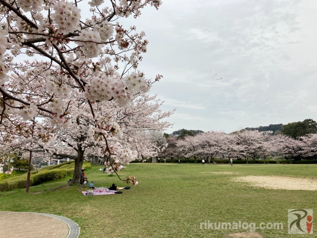 高炉台公園の桜