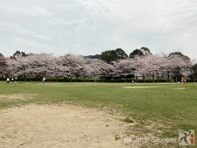 高炉台公園の桜