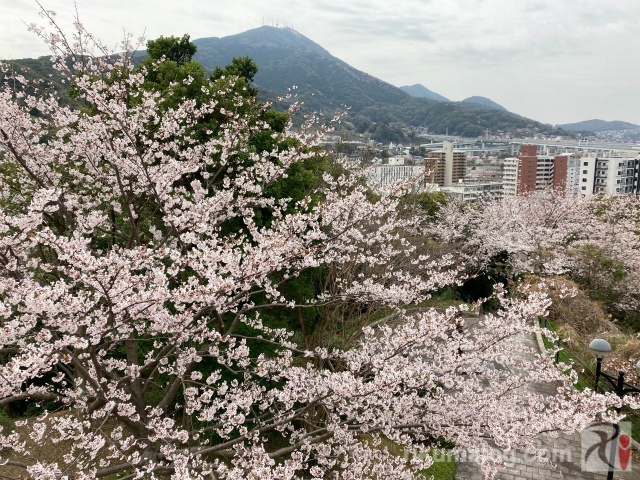 高炉台公園展望台から見える皿倉山と桜