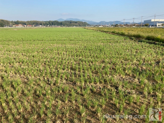 小竹町の田園風景
