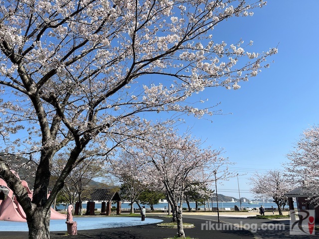 和布刈公園 潮風広場の桜