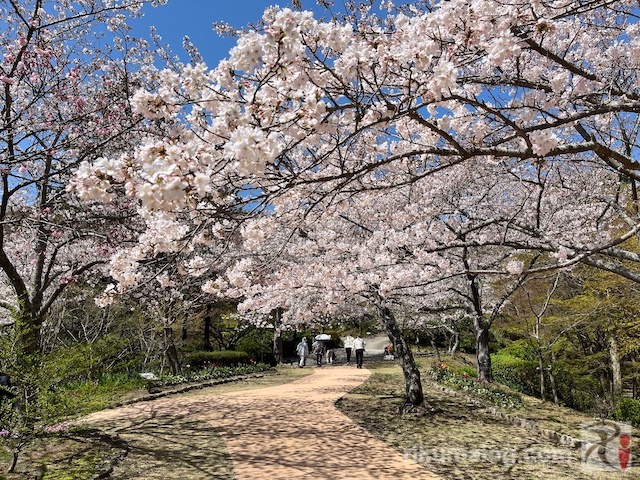白野江植物公園の桜