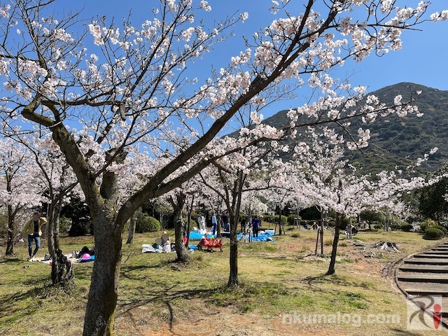 大里公園の桜
