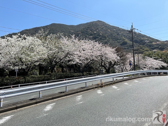 大里公園展望台入口の桜