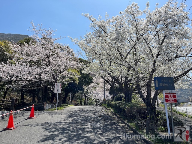 大里公園展望台入口の桜