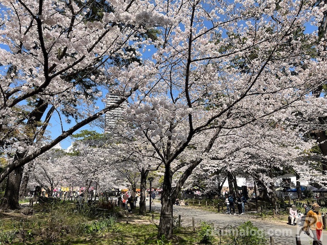 小倉城前の桜