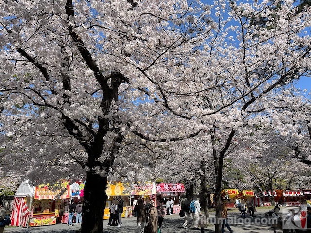 小倉城前の桜