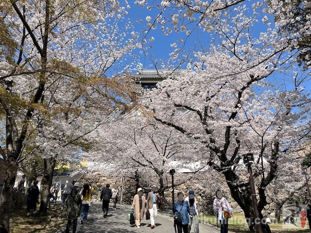 小倉城天守閣と桜
