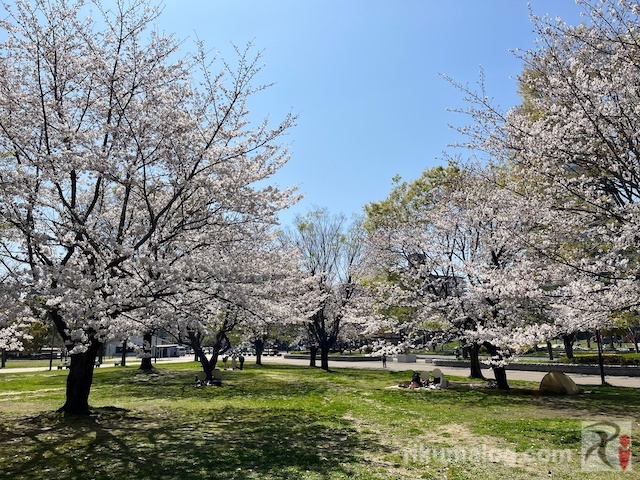 勝山公園の桜
