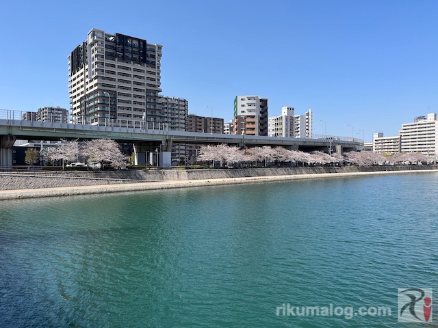 紫川沿い、北九州都市高速と桜