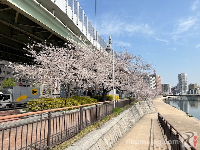 豊後橋西側の桜